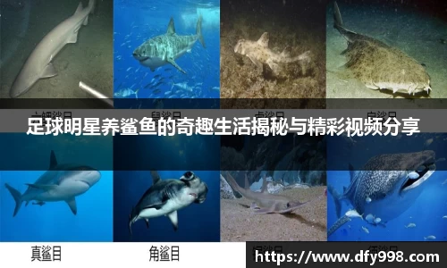 足球明星养鲨鱼的奇趣生活揭秘与精彩视频分享